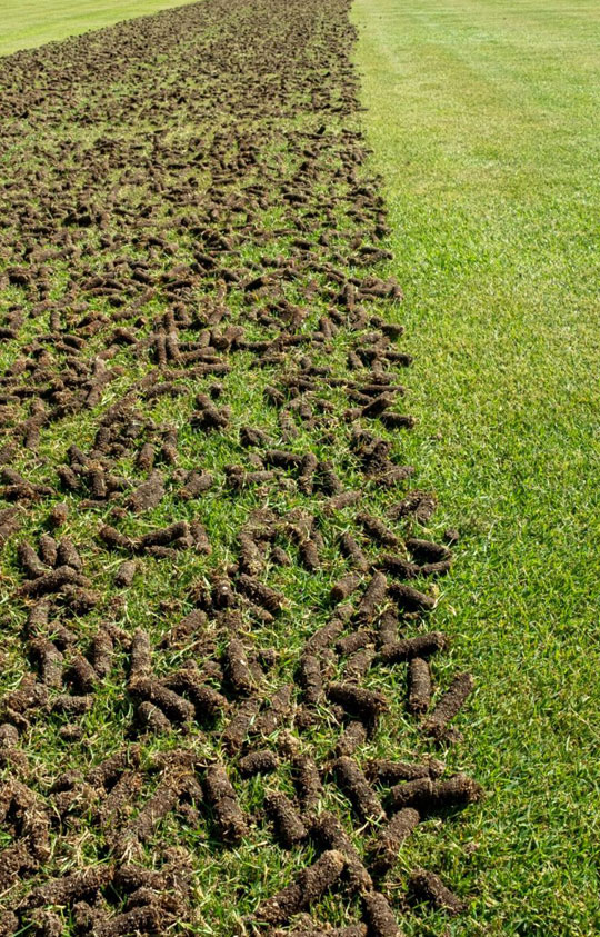 03-lawn-aeration Lawn Aeration Service - Rockingham Lawn Renovations